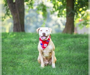 Mutt Dogs for adoption in Unionville, PA, USA