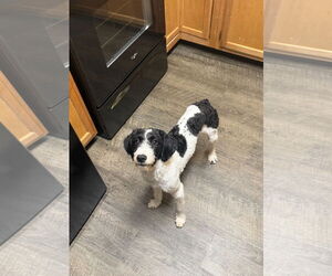 Brittany-Poodle (Miniature) Mix Dogs for adoption in Oakhurst, NJ, USA