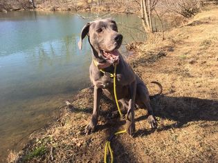 Great Dane Dogs for adoption in Lucasville, OH, USA