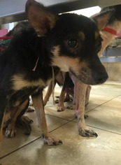 Border Collie-Parson Russell Terrier Mix Dogs for adoption in Houston, TX, USA
