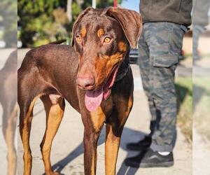 Doberman Pinscher Dogs for adoption in San Diego, CA, USA