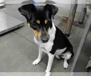 Rat Terrier Dogs for adoption in Camarillo, CA, USA