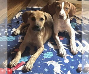 Labrador Retriever-Unknown Mix Dogs for adoption in Atlanta, GA, USA