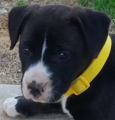 Medium Photo #1 American Pit Bull Terrier-Unknown Mix Puppy For Sale in Denton, TX, USA