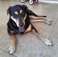 Shepweiller Dogs for adoption in DeLand, FL, USA