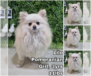 Pomeranian Dogs for adoption in Seattle, WA, USA