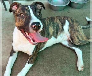 American Pit Bull Terrier Dogs for adoption in Sacramento, CA, USA
