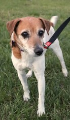Jack Russell Terrier Dogs for adoption in Raleigh, NC, USA