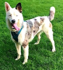 Alaskan Husky-Australian Shepherd Mix Dogs for adoption in Ontario, CA, USA