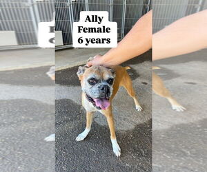 Boxer Dogs for adoption in San Diego, CA, USA