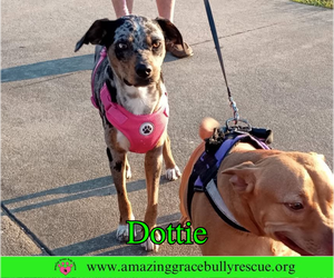 Mutt Dogs for adoption in Milton, FL, USA