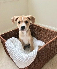Medium Photo #1 Boxador Puppy For Sale in Stephens City, VA, USA