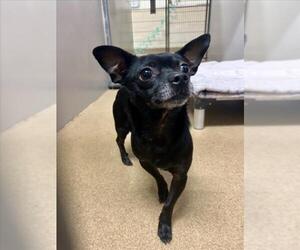 Chihuahua Dogs for adoption in Martinez, CA, USA