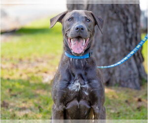 Labrador Retriever-Unknown Mix Dogs for adoption in Brooklyn Center, MN, USA