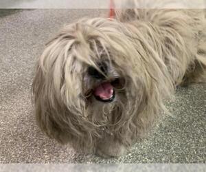 Lhasa Apso Dogs for adoption in pomona, CA, USA