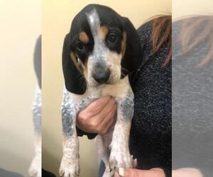 Bluetick Coonhound Dogs for adoption in New York, NY, USA