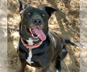 Labrador Retriever-Unknown Mix Dogs for adoption in Denison, TX, USA
