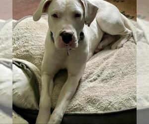 Dogo Argentino Dogs for adoption in Uwchlan, PA, USA