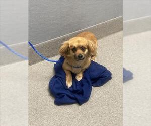 Pekingese-Unknown Mix Dogs for adoption in Las Vegas, NV, USA