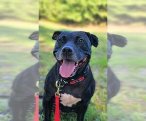 Labrador Retriever-Staffordshire Bull Terrier Mix Dogs for adoption in Newnan, GA, USA