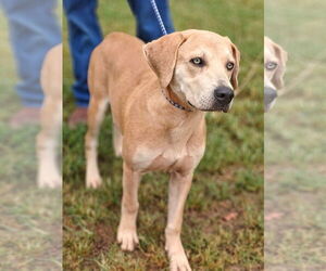Labrador Retriever-Unknown Mix Dogs for adoption in Talladega, AL, USA