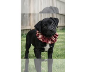 Labrador Retriever-Unknown Mix Dogs for adoption in Grovertown, IN, USA