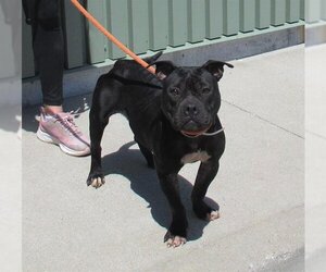 American Pit Bull Terrier Dogs for adoption in Louisville, KY, USA