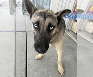 German Shepherd Dog Dogs for adoption in Bakersfield, CA, USA