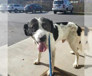 Border Collie Dogs for adoption in Clyde, NC, USA