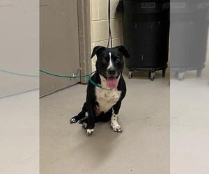 American Pit Bull Terrier-Unknown Mix Dogs for adoption in Sanford, FL, USA