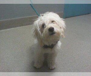 Lhasa Apso-Unknown Mix Dogs for adoption in Las Vegas, NV, USA