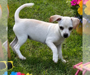 Chihuahua Dogs for adoption in Yardley, PA, USA