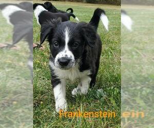 Border Collie Dogs for adoption in Genoa City, WI, USA
