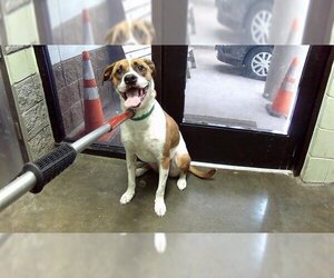 Labrador Retriever-Unknown Mix Dogs for adoption in Tulsa, OK, USA