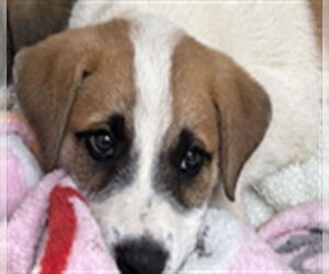 Saint Bernard-Unknown Mix Dogs for adoption in Rancho Cucamonga, CA, USA