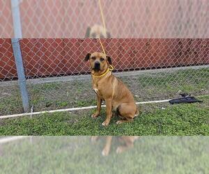 Labrador Retriever-Unknown Mix Dogs for adoption in Pasadena, TX, USA
