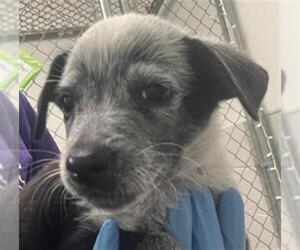 Mutt Dogs for adoption in Rosenberg, TX, USA
