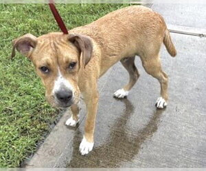 Boxer-Unknown Mix Dogs for adoption in Houston, TX, USA