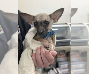 Chihuahua Dogs for adoption in Forestville, MD, USA