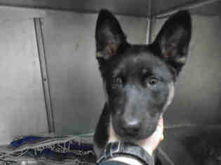 German Shepherd Dog Dogs for adoption in Fairfield, CA, USA