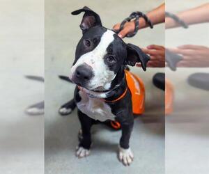 American Bulldog-Labrador Retriever Mix Dogs for adoption in Fort Lauderdale, FL, USA
