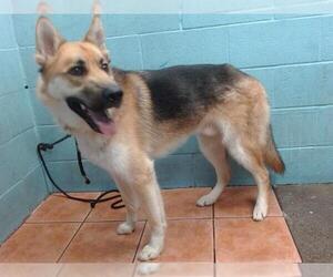 German Shepherd Dog-Siberian Husky Mix Dogs for adoption in Downey, CA, USA