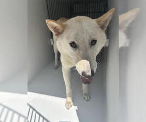 Siberian Husky Dogs for adoption in Houston, TX, USA