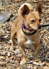 Chiweenie Dogs for adoption in Yreka, CA, USA
