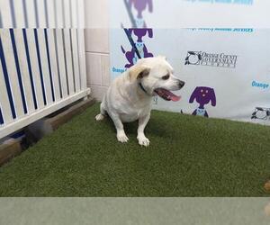 Chihuahua Dogs for adoption in Orlando, FL, USA