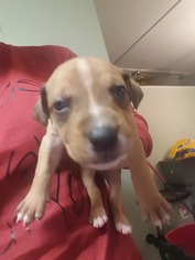 Bullboxer Pit Dogs for adoption in Alexander, AR, USA