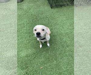 Chihuahua-Unknown Mix Dogs for adoption in Tempe , AZ, USA