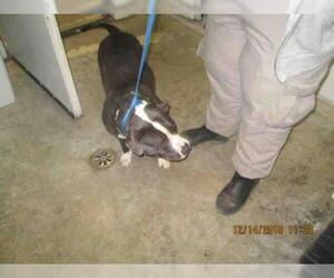 American Staffordshire Terrier Dogs for adoption in San Andreas, CA, USA