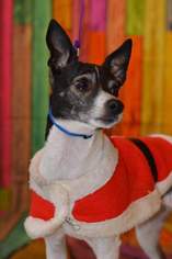 Jack-Rat Terrier Dogs for adoption in South Amana, IA, USA