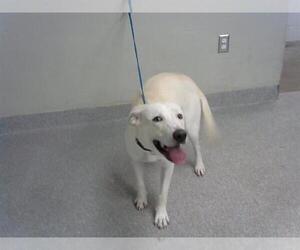 Labrador Retriever-Unknown Mix Dogs for adoption in Pasadena, TX, USA